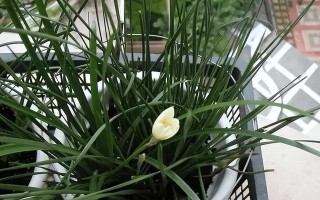 风雨兰的催花方法与技巧（助您让风雨兰早日开花）