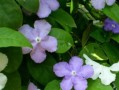 鼠尾草的生长习性——喜阳还是喜阴？（探讨鼠尾草的生长环境及适宜条件）