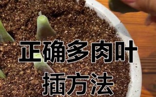 如何加速多肉植物的生长速度（叶插多肉植物生长慢的原因及解决方法）