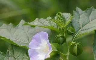 灯笼草和灯笼果的区别（探秘两者的外形、生长环境、营养、特性、种植方法等差异）