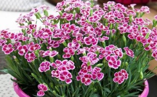海石竹的花期及生长特点（探究海石竹的开花时间及栽培技巧）