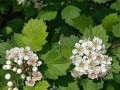 山楂开花时间的特点（探究山楂开花的气候条件和生长规律）