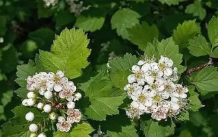 山楂开花时间的特点（探究山楂开花的气候条件和生长规律）