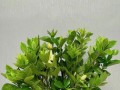 揭秘以枝子花的开花秘密（探讨以枝子花的养殖技巧，让它绽放芬芳）