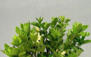 揭秘以枝子花的开花秘密（探讨以枝子花的养殖技巧，让它绽放芬芳）