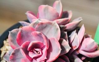 以紫珍珠夏天怎么养（夏季紫珍珠养护方法及注意事项）