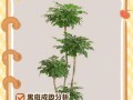 如何有效治疗幸福树腻虫？（掌握关键诀窍，让幸福树重焕生机）