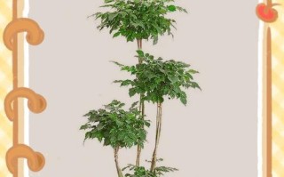 如何有效治疗幸福树腻虫？（掌握关键诀窍，让幸福树重焕生机）