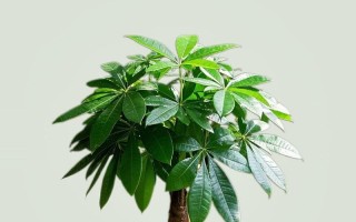 发财树的甲醛吸收能力（揭秘发财树的环保特性，让它成为室内空气净化的“神器”）