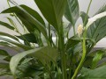 如何解决白掌花叶变绿问题（提供有效的方法，使白掌花重新焕发绿意）