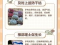 多肉根折断了怎么办？（教你解决多肉根折断的问题）