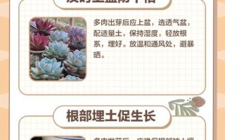 多肉根折断了怎么办？（教你解决多肉根折断的问题）