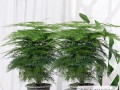 文竹花养护指南
