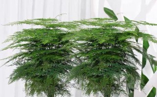 文竹花养护指南