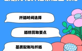 进口灯笼花的扦插技巧（从选择到管理，助你成功种植进口灯笼花）