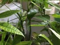 发财树如何生长粗壮？（从栽培技巧到养护经验，助你打造发财树的绿意丛生）