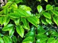 胡椒木的养殖与管理（了解胡椒木的养殖要点，打造绿色家居环境）