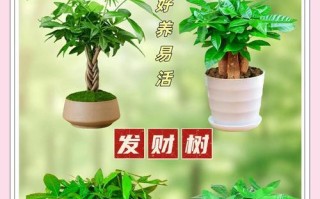 发财树的来历与寓意（探寻发财树名字的由来及背后的文化内涵）