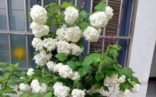 鲜花绣球的养护指南（打造美丽庭院的秘诀）