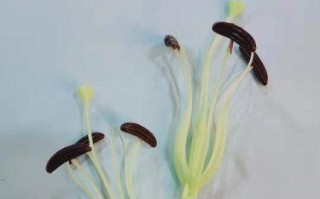 百合花花蕊食用的注意事项（了解百合花花蕊的特点与营养价值，合理食用是关键）