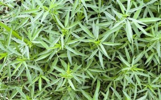 伞房花耳草和蛇舌草的区别（认识两种盆栽植物及其特点）