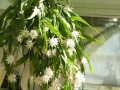 室内养花无阳光怎么办？（解决方法与技巧，让你的花朵依旧绽放）