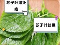 如何选择苏子叶种植的最佳时间（合适的月份、适宜的气候条件和种植技巧）