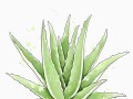 芦荟花的移植与养护（芦荟花移植技巧与注意事项）