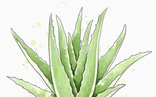 芦荟花的移植与养护（芦荟花移植技巧与注意事项）