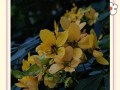 黄金槐的开花时间及花期特点（探寻黄金槐的独特魅力）