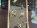 如何处理空气凤梨叶子卷了的问题（有效的方法帮你解决空气凤梨叶子卷了的困扰）