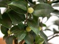 茶花主干受伤的处理方法（保护茶花主干健康的关键措施及修复方法）