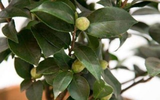 茶花主干受伤的处理方法（保护茶花主干健康的关键措施及修复方法）