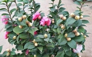 茶花开不开四季？（四季茶花真相大揭秘！）