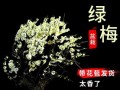 如何养护梅花老桩？（掌握这些方法让你轻松打造鲜花盆景）
