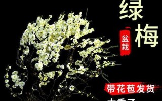 如何养护梅花老桩？（掌握这些方法让你轻松打造鲜花盆景）