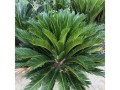 铁树种植的土壤选择（如何选择适合铁树生长的土壤？）