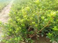 如何在家里种植杜鹃花（地栽杜鹃，让你在家也能享受美丽的春天）