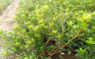 如何在家里种植杜鹃花（地栽杜鹃，让你在家也能享受美丽的春天）