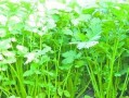 香菜生长过程的全面指南（从萌芽到收获，这些关键步骤你一定要知道）