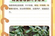 瑞香叶子为何会蔫萎（了解瑞香叶子蔫萎的原因及预防措施）