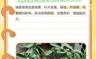 瑞香叶子为何会蔫萎（了解瑞香叶子蔫萎的原因及预防措施）