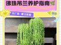 以一串珍珠吊兰爆盆，把绿意带进生活（珍珠吊兰，悦目之选）