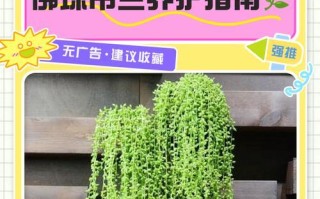 以一串珍珠吊兰爆盆，把绿意带进生活（珍珠吊兰，悦目之选）