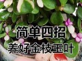 金枝玉叶换盆的注意事项（春季是换盆的最佳时间）