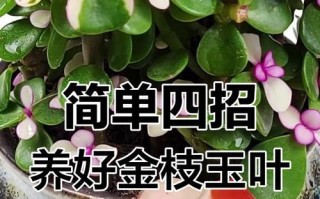 金枝玉叶换盆的注意事项（春季是换盆的最佳时间）
