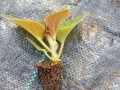 如何处理比格海棠花叶发红问题（解决方法和预防措施，）