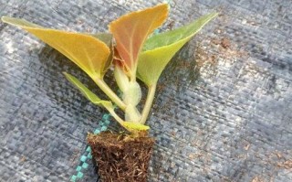 如何处理比格海棠花叶发红问题（解决方法和预防措施，）