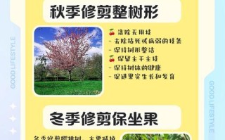 小区花草树木修剪指南（打造美丽宜居的绿色家园）