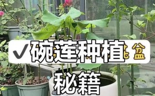 以碗莲分盆的技巧与方法（以碗莲分盆，掌握这些要点轻松搞定繁衍绿植）